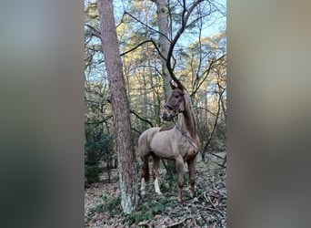 Hannoveraner, Wallach, 4 Jahre, 172 cm, Fuchs