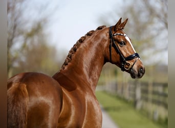 Hannoveraner, Wallach, 4 Jahre, 172 cm, Fuchs