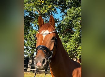 Hannoveraner, Wallach, 4 Jahre, 172 cm, Fuchs