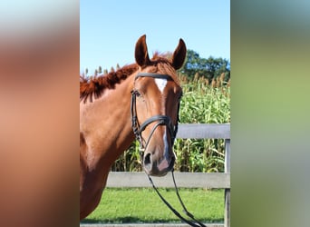 Hannoveraner, Wallach, 4 Jahre, 172 cm, Fuchs
