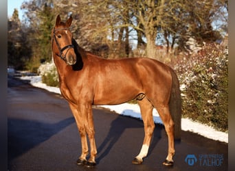 Hannoveraner, Wallach, 4 Jahre, 172 cm, Fuchs