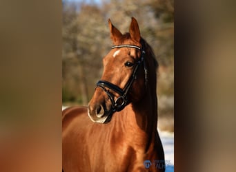 Hannoveraner, Wallach, 4 Jahre, 172 cm, Fuchs
