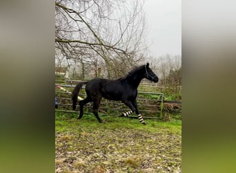 Hannoveraner, Wallach, 4 Jahre, 172 cm, Rappe