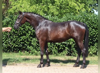 Hannoveraner, Wallach, 4 Jahre, 172 cm, Rappe