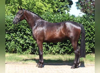 Hannoveraner, Wallach, 4 Jahre, 172 cm, Rappe