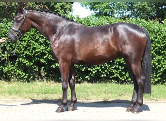 Hannoveraner, Wallach, 4 Jahre, 172 cm, Rappe