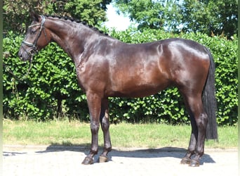 Hannoveraner, Wallach, 4 Jahre, 172 cm, Rappe