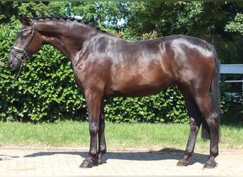 Hannoveraner, Wallach, 4 Jahre, 172 cm, Rappe