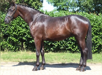 Hannoveraner, Wallach, 4 Jahre, 172 cm, Rappe