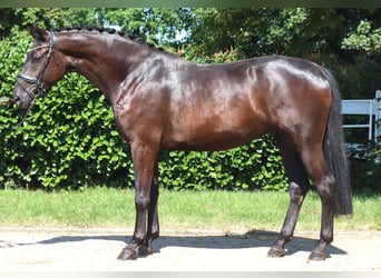 Hannoveraner, Wallach, 4 Jahre, 172 cm, Rappe