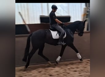 Hannoveraner, Wallach, 4 Jahre, 172 cm, Rappe