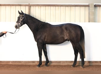 Hannoveraner, Wallach, 4 Jahre, 172 cm, Schimmel