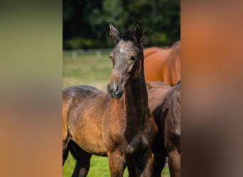 Hannoveraner, Wallach, 4 Jahre, 172 cm, Schimmel