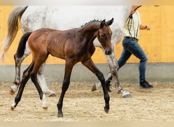 Hannoveraner, Wallach, 4 Jahre, 172 cm, Schimmel