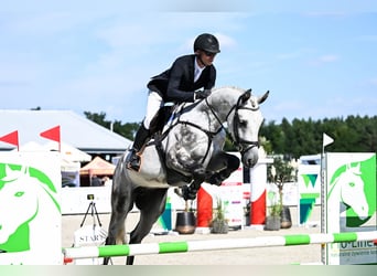 Hannoveraner, Wallach, 4 Jahre, 172 cm, Schimmel