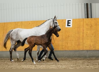 Hannoveraner, Wallach, 4 Jahre, 172 cm, Schimmel