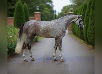 Hannoveraner, Wallach, 4 Jahre, 172 cm, Schimmel