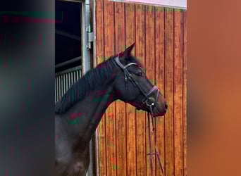 Hannoveraner, Wallach, 4 Jahre, 172 cm, Schwarzbrauner