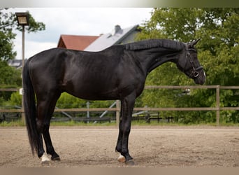 Hannoveraner, Wallach, 4 Jahre, 172 cm, Schwarzbrauner