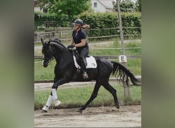 Hannoveraner, Wallach, 4 Jahre, 172 cm, Schwarzbrauner