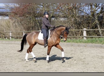Hannoveraner, Wallach, 4 Jahre, 173 cm, Brauner