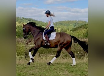 Hannoveraner, Wallach, 4 Jahre, 173 cm, Brauner
