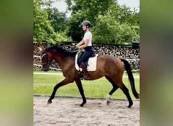 Hannoveraner, Wallach, 4 Jahre, 173 cm, Brauner
