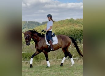 Hannoveraner, Wallach, 4 Jahre, 173 cm, Brauner