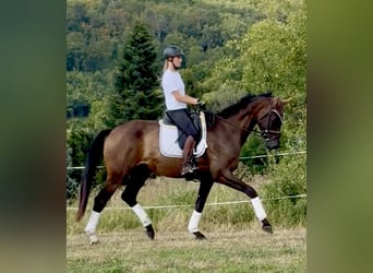 Hannoveraner, Wallach, 4 Jahre, 173 cm, Brauner