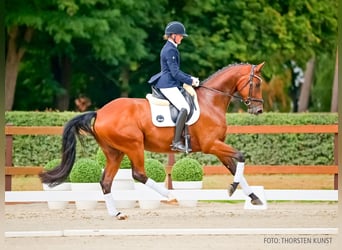Hannoveraner, Wallach, 4 Jahre, 173 cm, Brauner