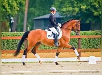 Hannoveraner, Wallach, 4 Jahre, 173 cm, Brauner