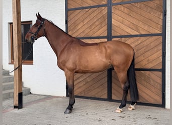 Hannoveraner, Wallach, 4 Jahre, 173 cm, Brauner