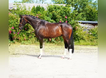 Hannoveraner, Wallach, 4 Jahre, 173 cm, Dunkelbrauner