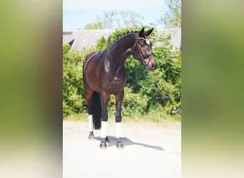 Hannoveraner, Wallach, 4 Jahre, 173 cm, Dunkelbrauner