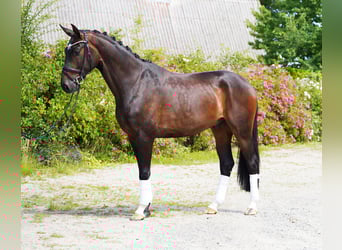 Hannoveraner, Wallach, 4 Jahre, 173 cm, Dunkelbrauner