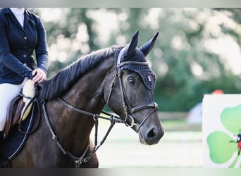 Hannoveraner, Wallach, 4 Jahre, 173 cm, Dunkelbrauner