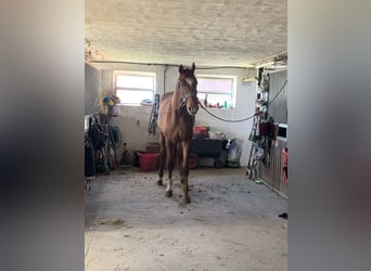 Hannoveraner, Wallach, 4 Jahre, 173 cm, Fuchs