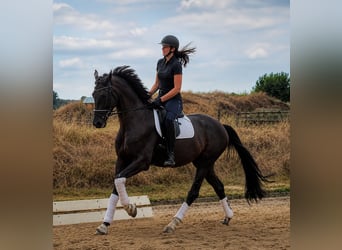 Hannoveraner, Wallach, 4 Jahre, 173 cm, Rappe