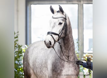 Hannoveraner, Wallach, 4 Jahre, 173 cm, Schimmel