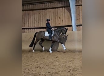 Hannoveraner, Wallach, 4 Jahre, 174 cm, Brauner