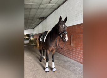 Hannoveraner, Wallach, 4 Jahre, 174 cm, Brauner