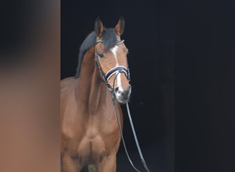 Hannoveraner, Wallach, 4 Jahre, 174 cm, Brauner