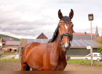 Hannoveraner, Wallach, 4 Jahre, 174 cm, Brauner