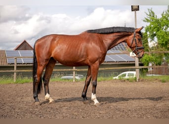 Hannoveraner, Wallach, 4 Jahre, 174 cm, Brauner