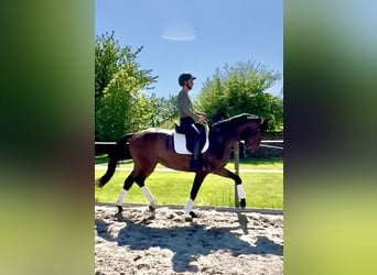 Hannoveraner, Wallach, 4 Jahre, 174 cm, Brauner