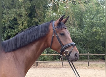 Hannoveraner, Wallach, 4 Jahre, 174 cm, Brauner