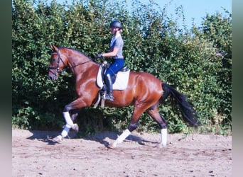 Hannoveraner, Wallach, 4 Jahre, 174 cm, Brauner