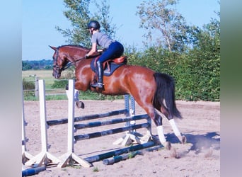 Hannoveraner, Wallach, 4 Jahre, 174 cm, Brauner