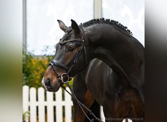 Hannoveraner, Wallach, 4 Jahre, 174 cm, Dunkelbrauner