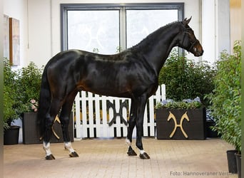 Hannoveraner, Wallach, 4 Jahre, 174 cm, Dunkelbrauner